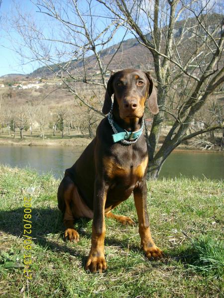 note chien Corsy